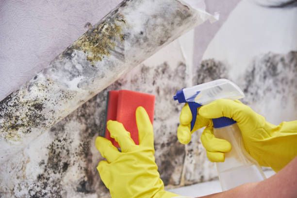 Best Attic Mold Removal in Preston, IA