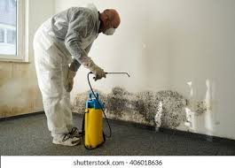 Best Black Mold Removal in Preston, IA